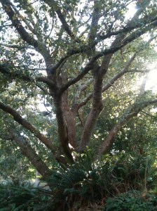 Canyon Live Oak