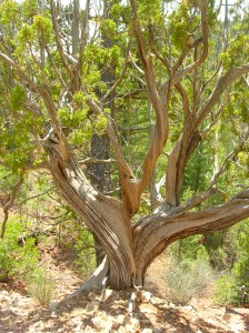 Photo by Becca Tarnas