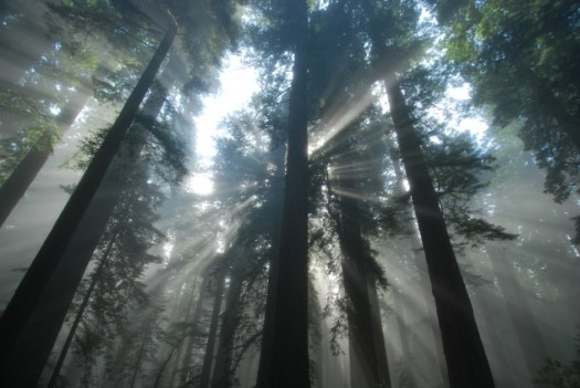 Redwoods in Fog