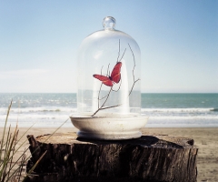Butterfly in Bell Jar