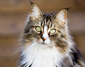 Maine Coon Cat