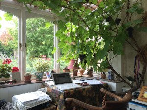 Grapevine Study – Photo by Becca Tarnas
